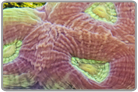 Multi Color Favites Brain Coral